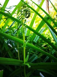 Close-up of fresh green plant