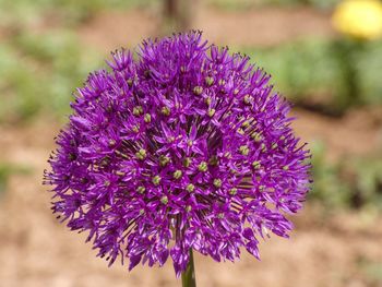 Close-up of purple flowering plant