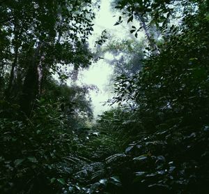 Low angle view of trees in forest