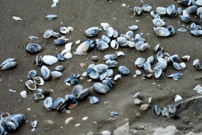 High angle view of shells on shore