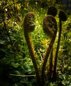 Close-up of plant