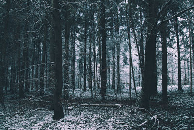 Trees in forest