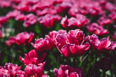 Close-up of pink flowering plants