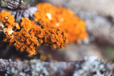 Close-up of autumn leaves on rock