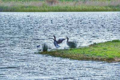 Birds swimming in sea