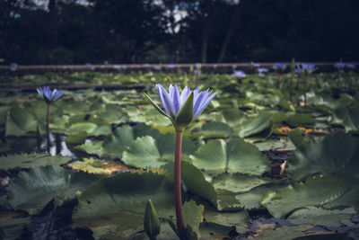 Close-up of water lily in lake