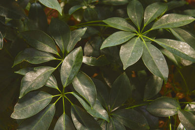 Close-up of plant