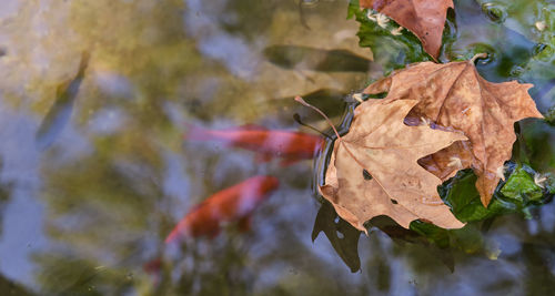 Close-up of dry maple leaves against blurred background