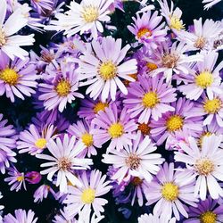 Full frame shot of white daisy blooming outdoors