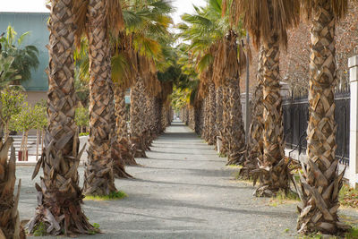 Footpath amidst palm trees in park