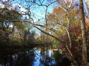 Low angle view of trees by lake against sky