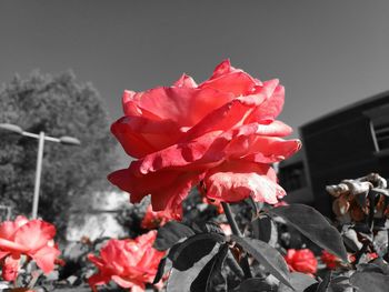 Close-up of red flowers against sky