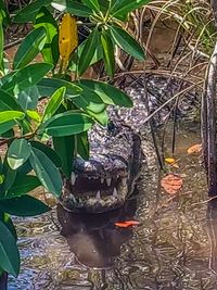 View of a turtle in the lake