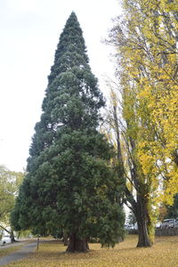 Low angle view of christmas tree against sky