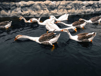 Ducks in pool