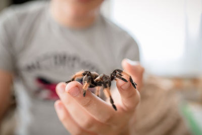 Midsection of woman holding spider