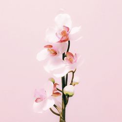 Close-up of pink flowers against sky