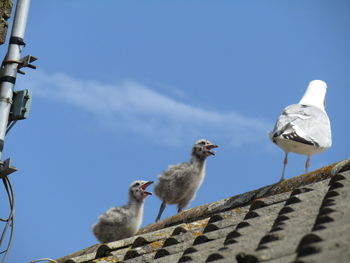 Low angle view of seagulls perching on roof against sky