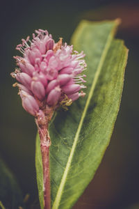 Close-up of pink flower
