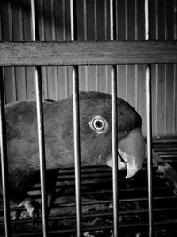 Close-up of bird in cage