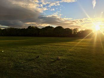 Scenic view of field against sky during sunset