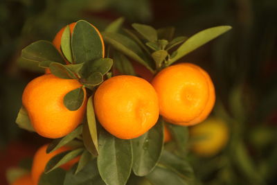 Close-up of orange fruit