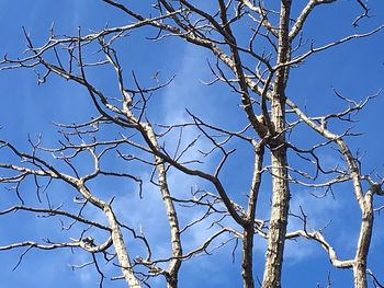 Low angle view of bare tree against blue sky