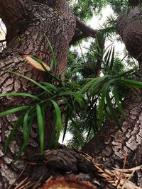 Low angle view of trees