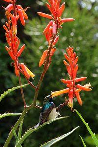 Close-up of orange butterfly perching on red flower