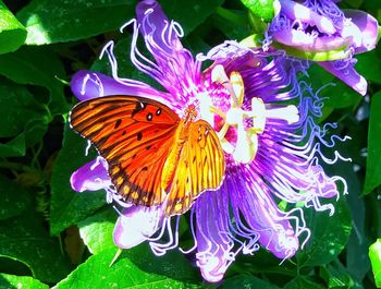 High angle view of butterfly pollinating on purple flower