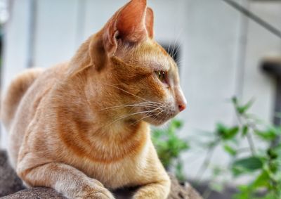 Close-up of a cat looking away