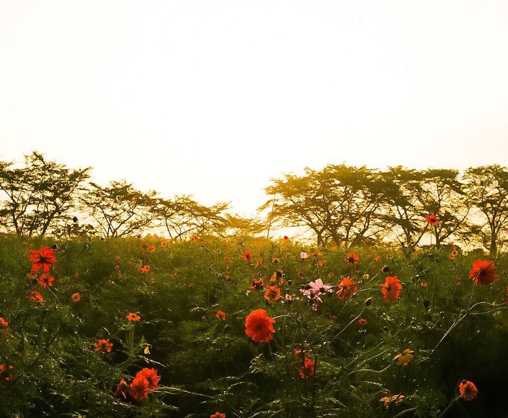 RED POPPY FLOWERS IN FIELD