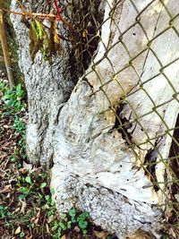 Close-up of tree trunk