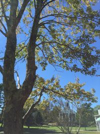 Low angle view of trees against clear blue sky