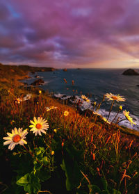 Scenic view of sea against cloudy sky during sunset