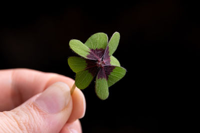 Close-up of hand holding leaves over black background