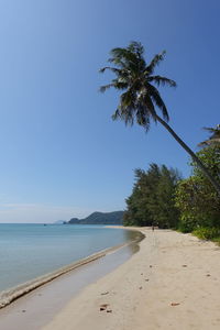 Palm trees on beach against clear blue sky