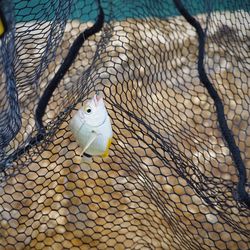 High angle view of a fish in a fishing net