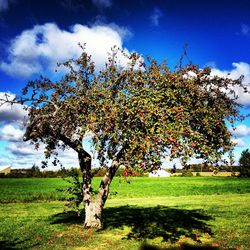 Scenic view of grassy field against cloudy sky