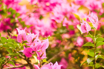 Close-up of pink flowering plant