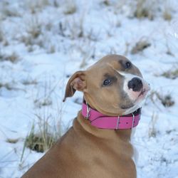 Close-up of dog on field during winter