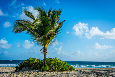 Palm tree on beach against blue sky