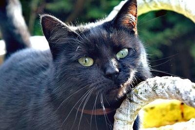 Close-up portrait of cat