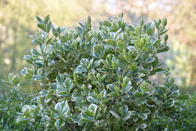 Close-up of plants growing on field