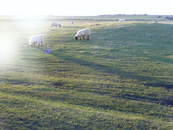 Sheep on field against sky
