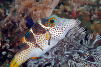 Close-up of fish swimming in sea