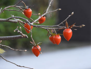 Close-up of berries growing on tree