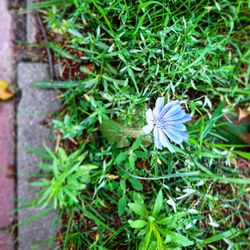 Close-up of purple flowers