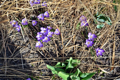 Close-up of purple flowers blooming in field