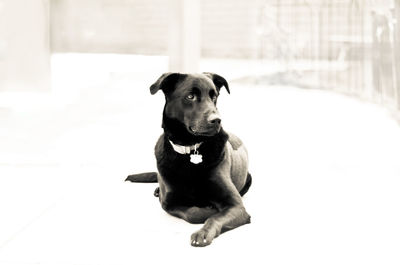 Portrait of black dog sitting on floor